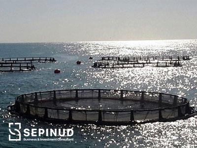 Feasibility Study of Establishing Fish Farming Complex (Fish in cage)